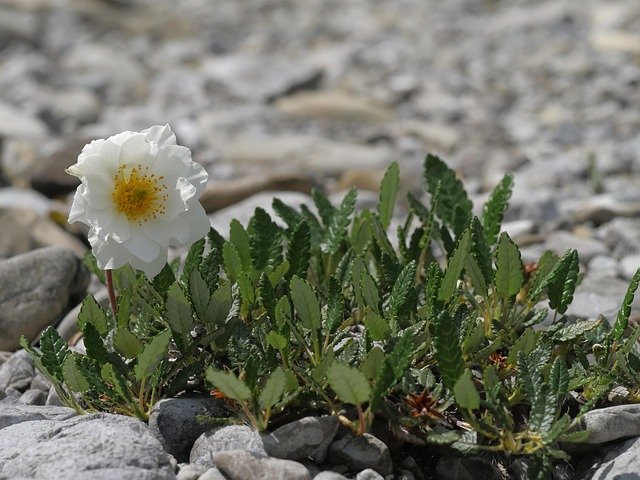 Free download Mountain Avens White Flower Alpine -  free photo or picture to be edited with GIMP online image editor