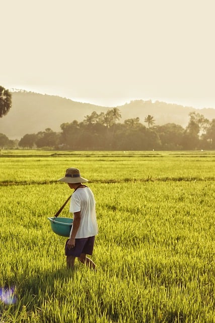 Free download mountain farmer paddy field free picture to be edited with GIMP free online image editor