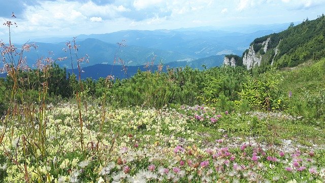 Free download Mountain Flowers Nature -  free free photo or picture to be edited with GIMP online image editor