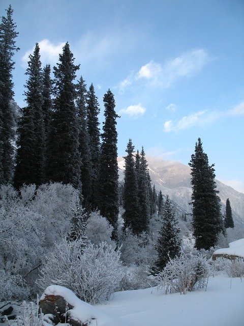 Free download Mountain Forests Winter Tien-Shan -  free photo or picture to be edited with GIMP online image editor