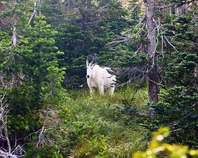 Free download Mountain Goat Alpine Forest -  free photo or picture to be edited with GIMP online image editor