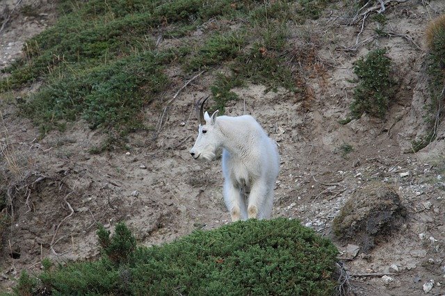 Free download Mountain Goat Animals -  free photo or picture to be edited with GIMP online image editor