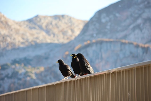 Free download mountains alpine chough nature free picture to be edited with GIMP free online image editor