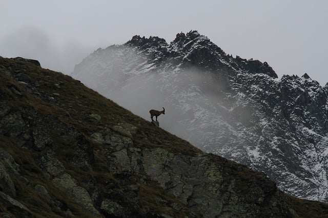 Free download mountains mountain goat ibex free picture to be edited with GIMP free online image editor