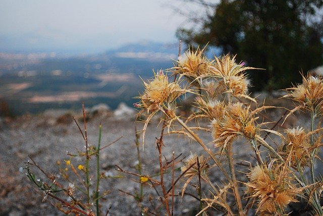 Free download Mountains Rocks Plants -  free photo or picture to be edited with GIMP online image editor