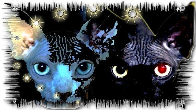 Free download Mounting Face Of Cats Sphynx -  free illustration to be edited with GIMP free online image editor