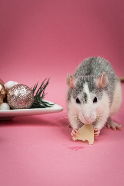 Free download mouse rodent cheese bright free picture to be edited with GIMP free online image editor