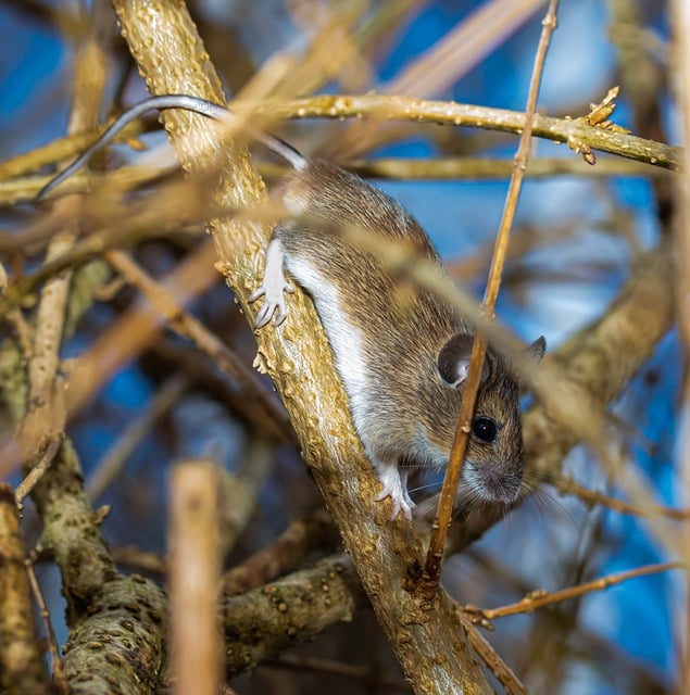 Free download mouse rodent wildlife climb free picture to be edited with GIMP free online image editor