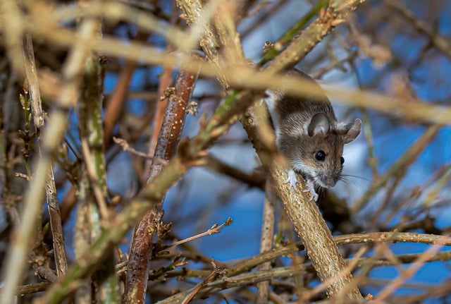 Free download mouse rodent wildlife climb garden free picture to be edited with GIMP free online image editor