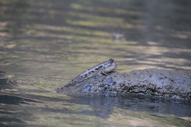 Free download Mudskipper Fish Nature -  free photo or picture to be edited with GIMP online image editor