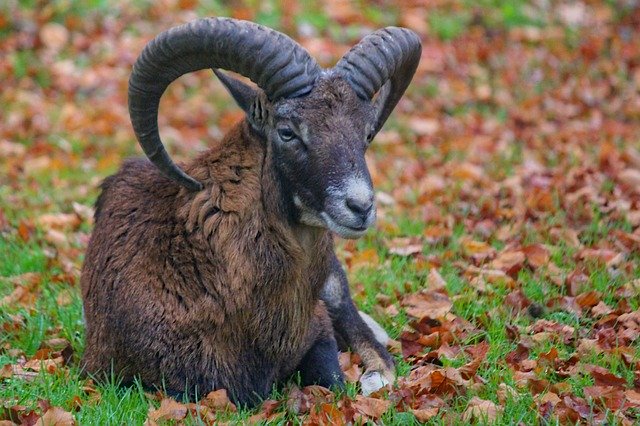 Free download Muflon Sheep Aries -  free photo or picture to be edited with GIMP online image editor