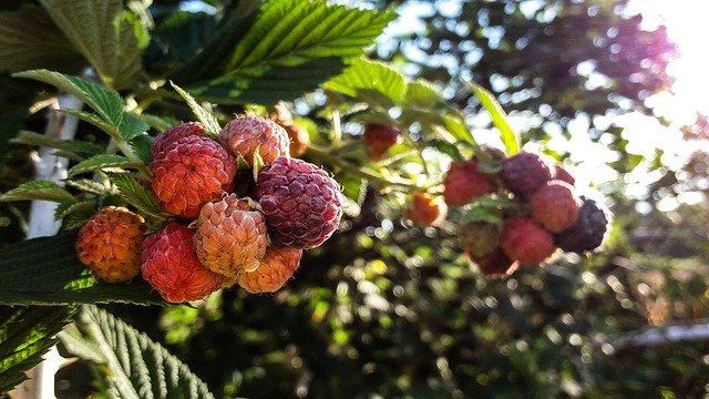 Free download Mulberry Plant Forest -  free photo or picture to be edited with GIMP online image editor