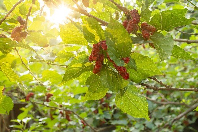 Bezpłatne pobieranie Mulberry Red Tree - bezpłatne zdjęcie lub obraz do edycji za pomocą internetowego edytora obrazów GIMP