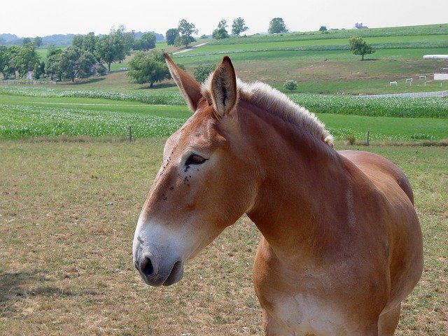 Free download Mule Amish Flies -  free photo or picture to be edited with GIMP online image editor