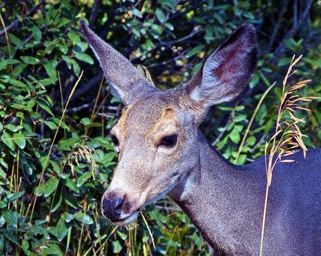 Free download Mule Deer Animal -  free photo or picture to be edited with GIMP online image editor