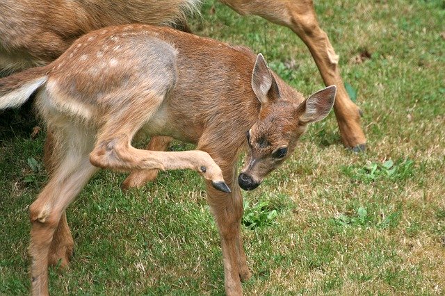 Free download Mule Deer Fawn -  free photo or picture to be edited with GIMP online image editor