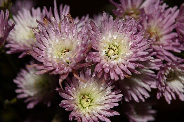 Free download Mums Flowers Purple -  free photo or picture to be edited with GIMP online image editor