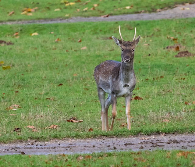 Free download muntjac muntjac deer uk deer free picture to be edited with GIMP free online image editor