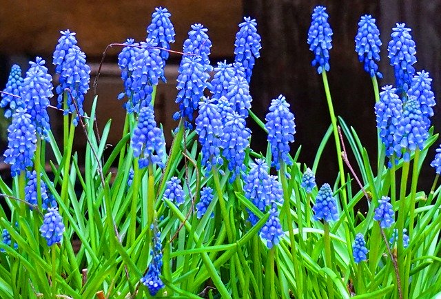 Free download Muscari Blue Flower -  free photo or picture to be edited with GIMP online image editor