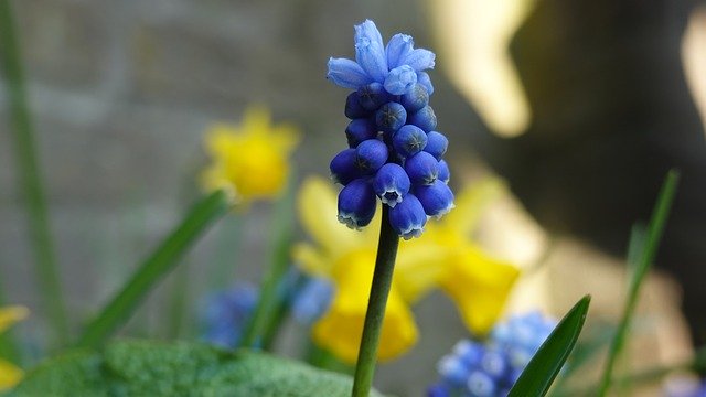 Free download Muscari Botryoides Spring Bloom -  free photo or picture to be edited with GIMP online image editor