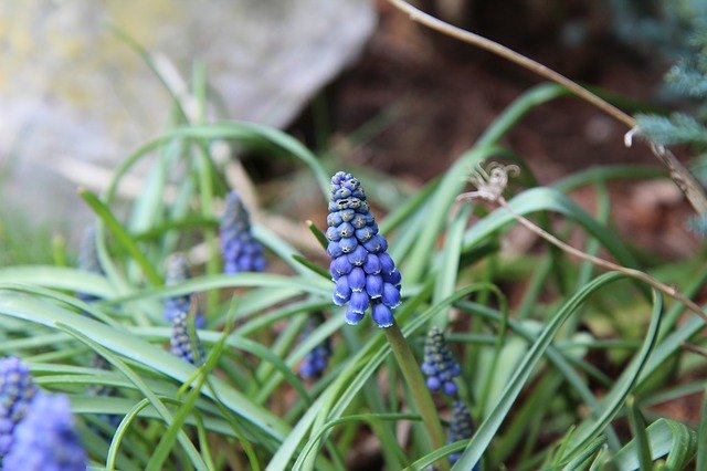 Free download Muscari Bulb Blue -  free photo or picture to be edited with GIMP online image editor