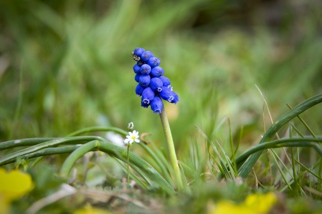 Free download Muscari Flower Blue -  free photo or picture to be edited with GIMP online image editor