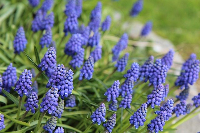 Free download Muscari Flowering Blue -  free photo or picture to be edited with GIMP online image editor