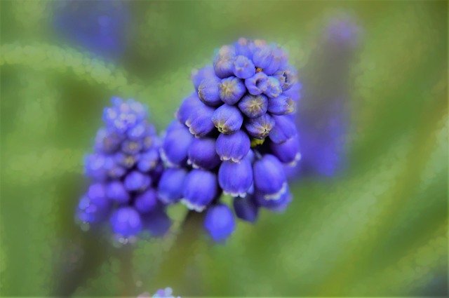 Free download Muscari Flower Plant -  free photo or picture to be edited with GIMP online image editor