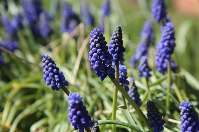 Free download Muscari Flowers Spring -  free photo or picture to be edited with GIMP online image editor