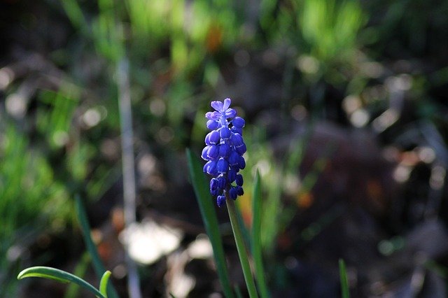 Free download Muscari Hyacinth Spring -  free photo or picture to be edited with GIMP online image editor