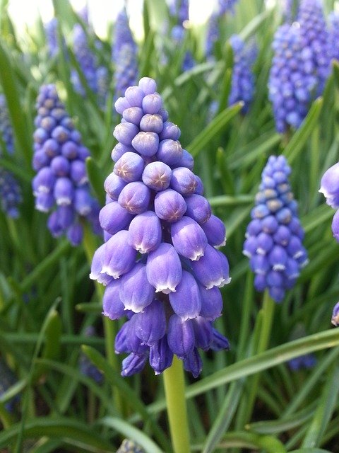 Free download Muscari Mountain Hyacinth -  free photo or picture to be edited with GIMP online image editor