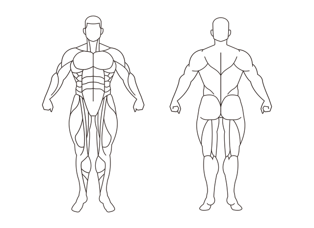 Free download Muscle Anatomy Medical - Free vector graphic on Pixabay free illustration to be edited with GIMP free online image editor