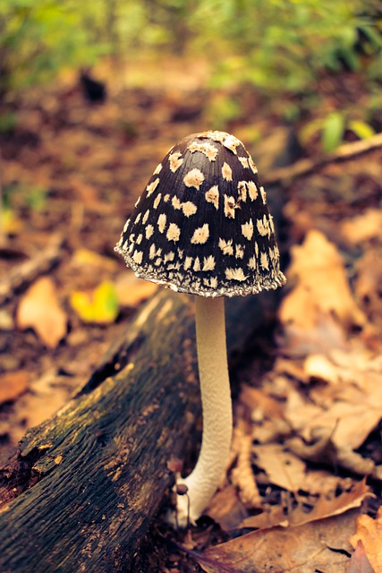 Free download mushroom agaricus fungus fresh free picture to be edited with GIMP free online image editor