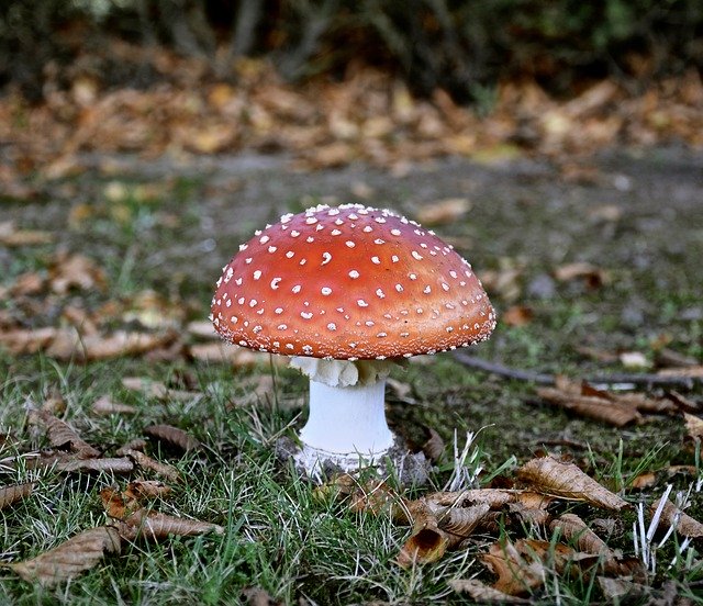 Free download Mushroom Autumn Fly -  free photo or picture to be edited with GIMP online image editor