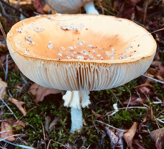 Free download Mushroom Autumn Forest Fly -  free photo or picture to be edited with GIMP online image editor