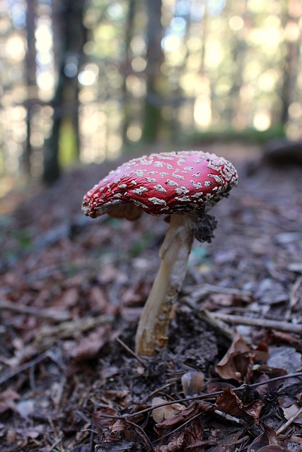 Free download mushroom autumn forest trees free picture to be edited with GIMP free online image editor