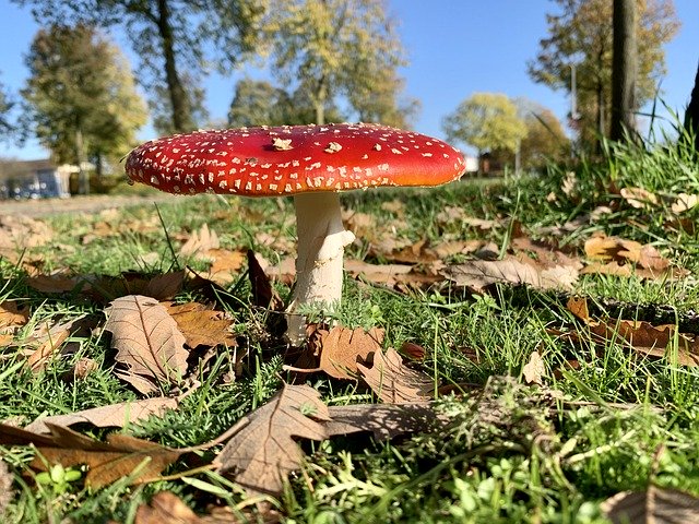 Free download Mushroom Autumn Red -  free free photo or picture to be edited with GIMP online image editor