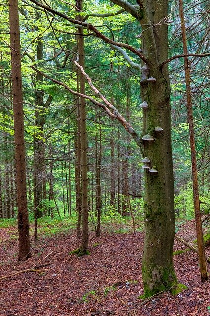 Free download Mushroom Bark Forest -  free photo or picture to be edited with GIMP online image editor