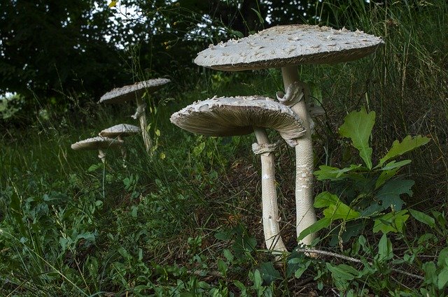 Free download Mushroom Boletes Giant Schirmling -  free photo or picture to be edited with GIMP online image editor