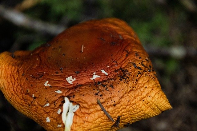 Free download Mushroom Brown Forest -  free photo or picture to be edited with GIMP online image editor