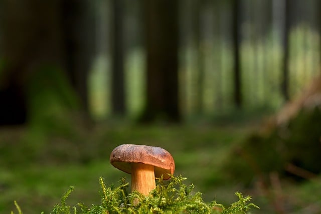 Free download mushroom chestnut forest moss fall free picture to be edited with GIMP free online image editor