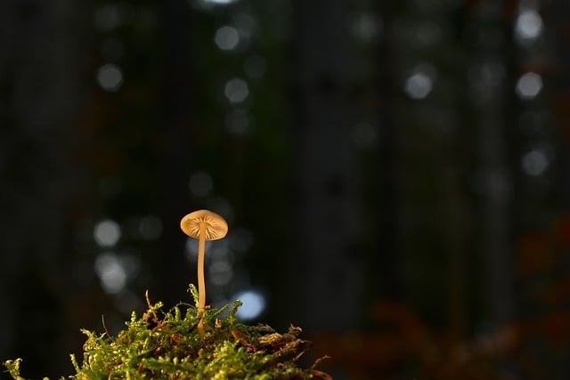 Free download mushroom disc fungus helmling moss free picture to be edited with GIMP free online image editor