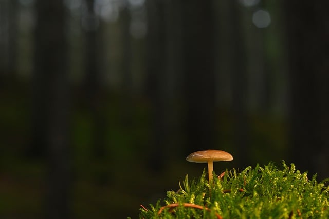 Free download mushroom disc fungus moss free picture to be edited with GIMP free online image editor