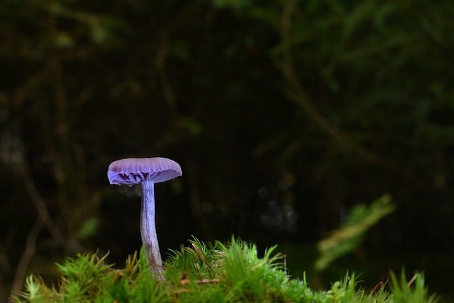 Free download mushroom disc fungus moss fall free picture to be edited with GIMP free online image editor