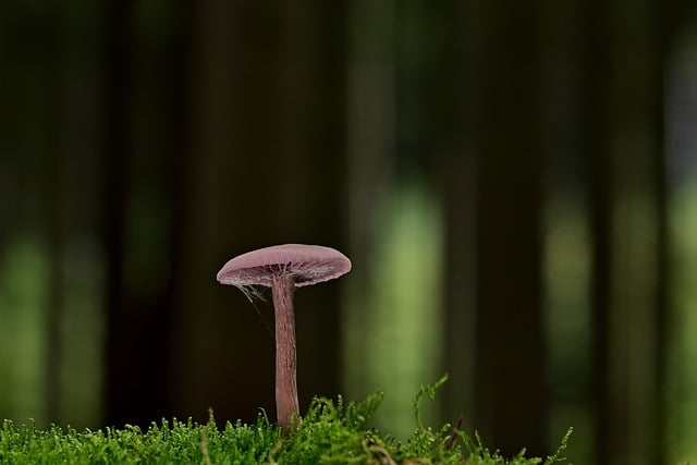 Free download mushroom disc fungus purple moss free picture to be edited with GIMP free online image editor