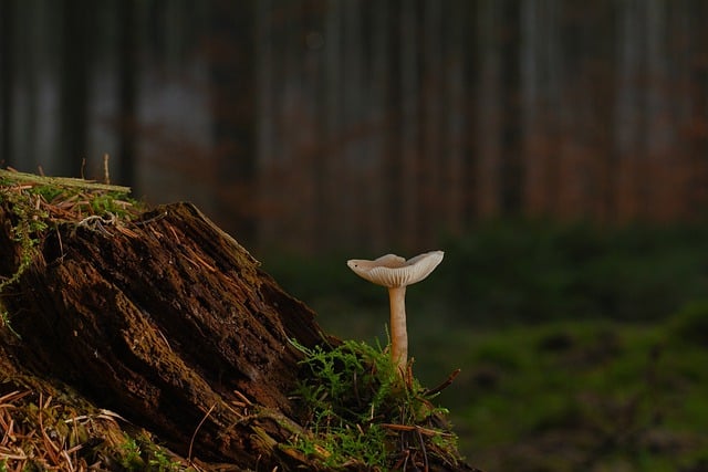 Free download mushroom disc fungus tree stump free picture to be edited with GIMP free online image editor