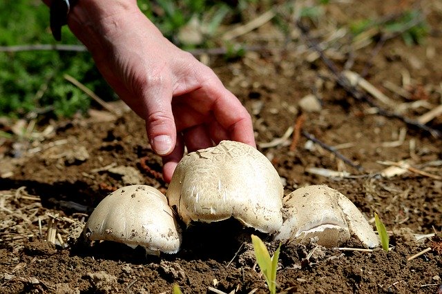 Free download Mushroom Edible Food -  free photo or picture to be edited with GIMP online image editor