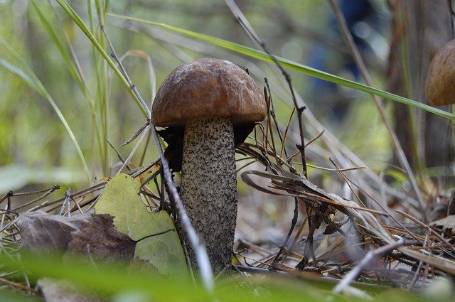 Free download Mushroom Edible Forests -  free photo or picture to be edited with GIMP online image editor