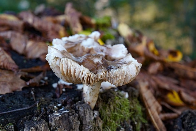 Free download mushroom fall forest nature fungus free picture to be edited with GIMP free online image editor