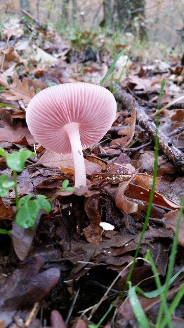 Free download Mushroom Field Fungi -  free photo or picture to be edited with GIMP online image editor